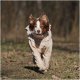 OSSO Пыльник-комбинезоны для собак с ловушками от клещей на мальчиков